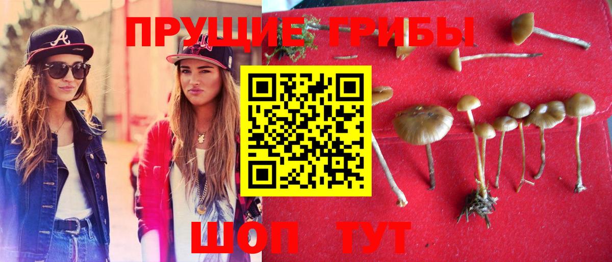 Псилоцибиновые грибы Psilocybe  Псилоцибиновые грибы ЛСД  купить  цена  Грязи  Вход с VPN 